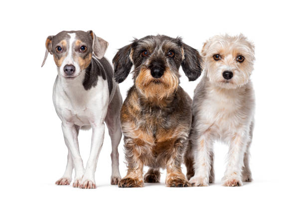 istock Jack Russell Terrier, Dachshund and Mongrel, Isolated on white 1929711850