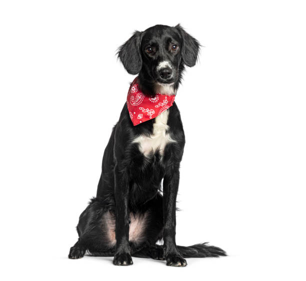 istock Mongrel border collie X Setter wearing a red scarf 1929712952
