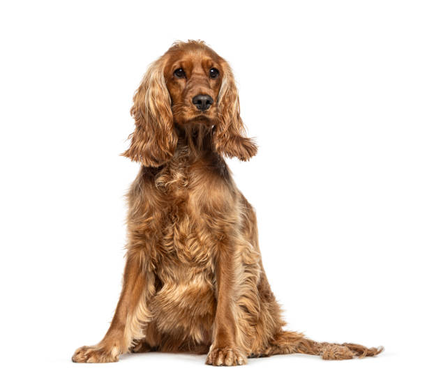 istock Sitting English Cocker dog looking away, isolated on white 1929715105