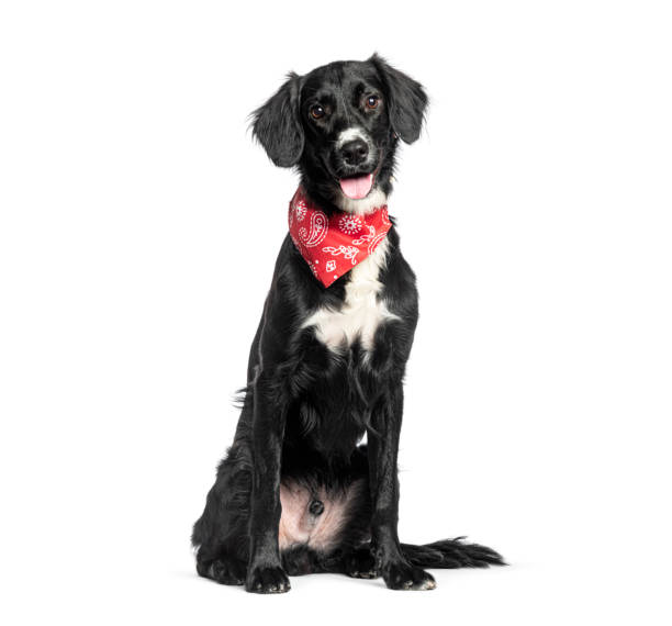 istock Mongrel border collie X Setter wearing a red scarf 1929716698