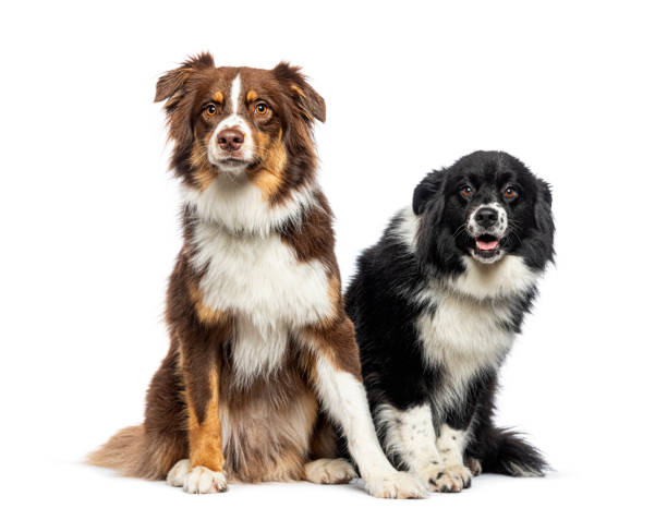 istock Two Australian Shepherds sitting together, isolated on white 1929716701