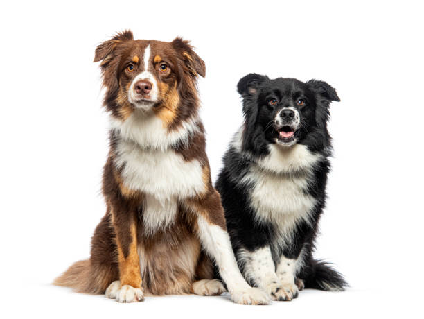 istock Two Australian Shepherds sitting together, isolated on white 1929717241