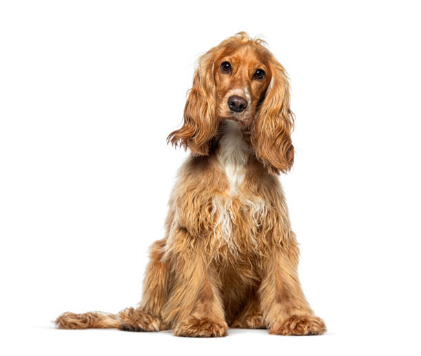 Sitting red English Cocker looking at the camera, isolated on white