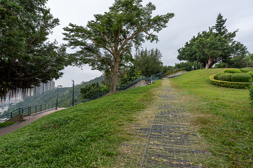 Grassland and trees in urban park