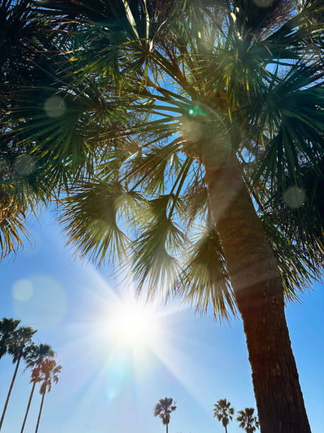 Green palm tree leaves shining with sunlight in Florida