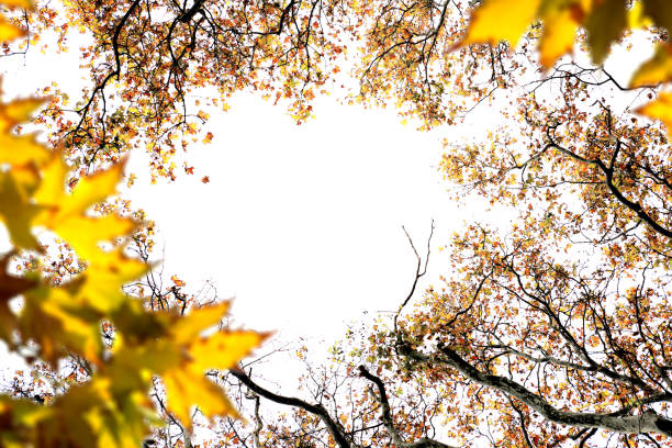 Yellow and orange colored leaves with bright sky during fall