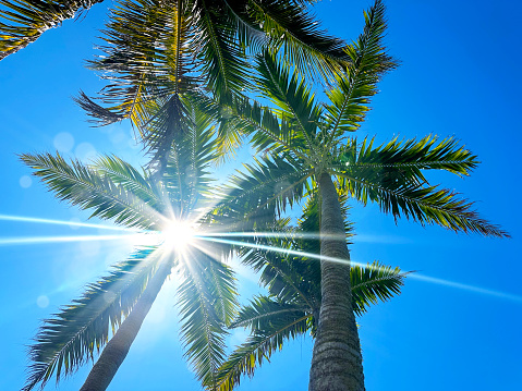 Green palm tree leaves shining with sunlight in Florida