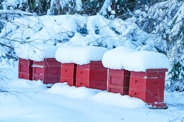 A red apiary or bee hive is covered and snow as it sits outside during the cold winter.