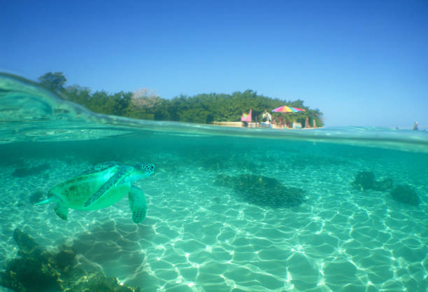 istock a green turtle swimming in the crystal clear waters 1929733614
