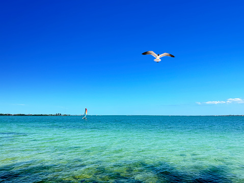 Seagulls  at the beach in a sunny day. One of them is eating garbage. There sea contains a large variety of tonalities of blue. The sky is also blue. It's a sunny day.