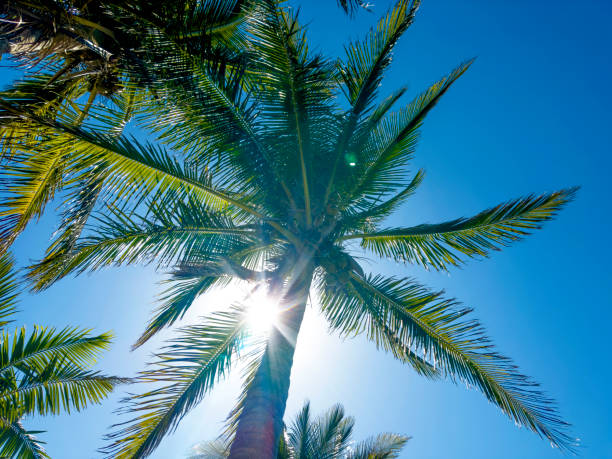 istock Palm trees and shining sun in blue sky 1929742314