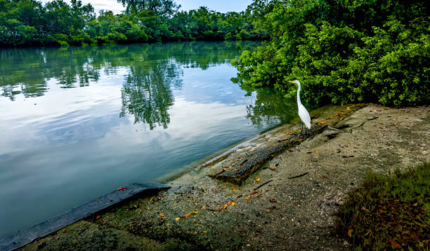 Tropical water bird Heron by lakeside
