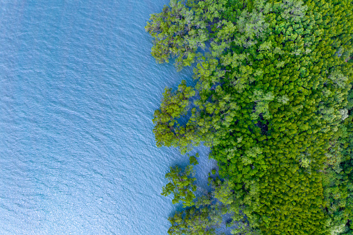 Top view mangrove forest trees with beautiful sea surface and small waves,Ecosystem and healthy environment concept and nature background.