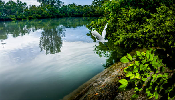 istock White heron, tropical bird flying over lake 1929750328