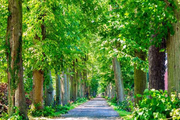 istock avenue with trees in nature 1929754057