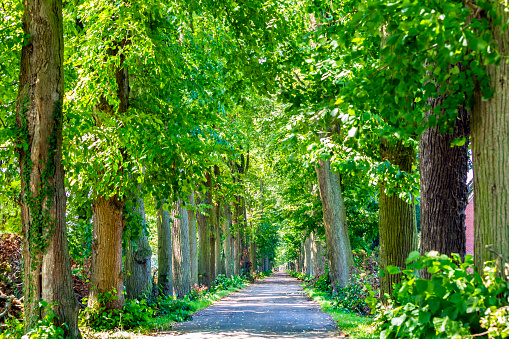 avenue with trees in nature