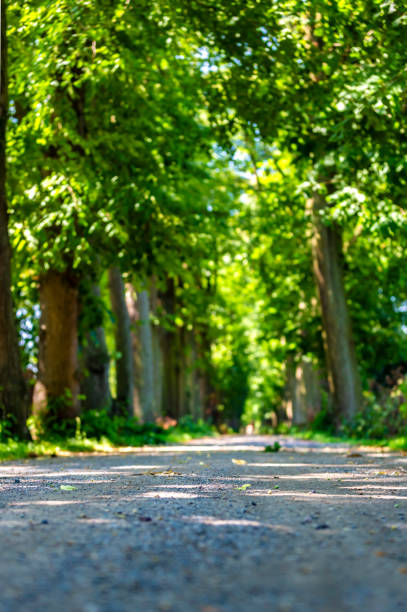 avenue with trees in nature