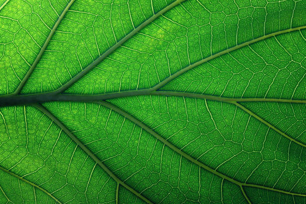 istock texture fresh leaf closeup, macro shot of eco greenery 1929755664