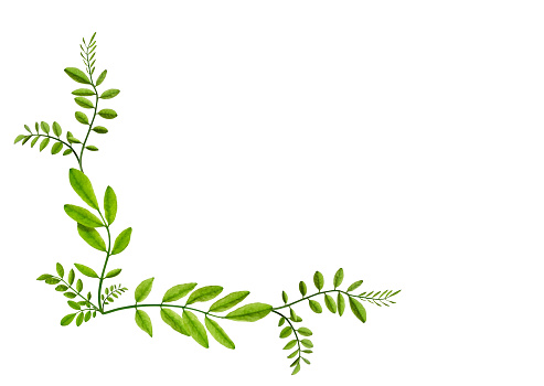 Acacia leaves composition. Design element for poscards, wedding cards, invitations, frames and floral arrangements.