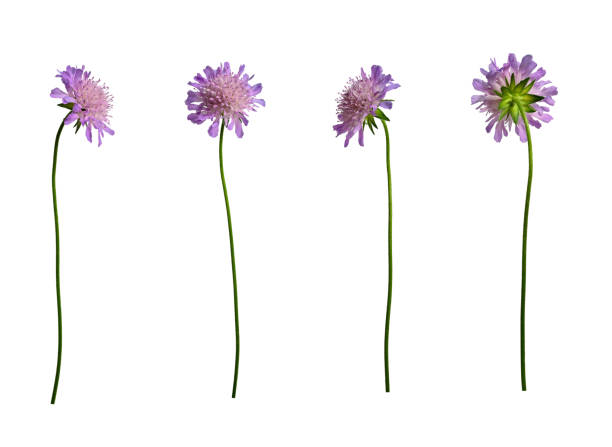 Set of elements for creating design, postcards, patterns, floral arrangement, wedding cards and invitations.
