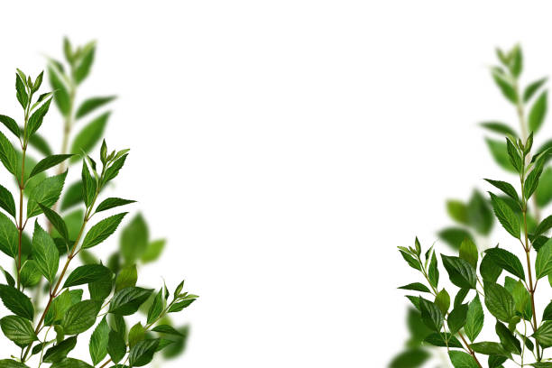 istock Fresh green shrub branches as a frame, leaves border. 1929758839