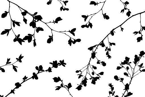 Overlay effect to create shadows from branches.