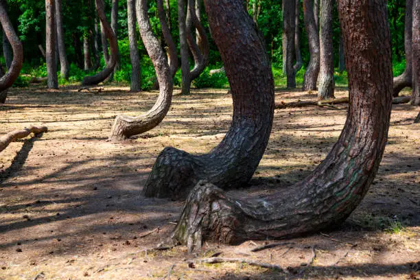 Photo of Krzywy las, deformed trees in the forest near Gryfino, Poland.