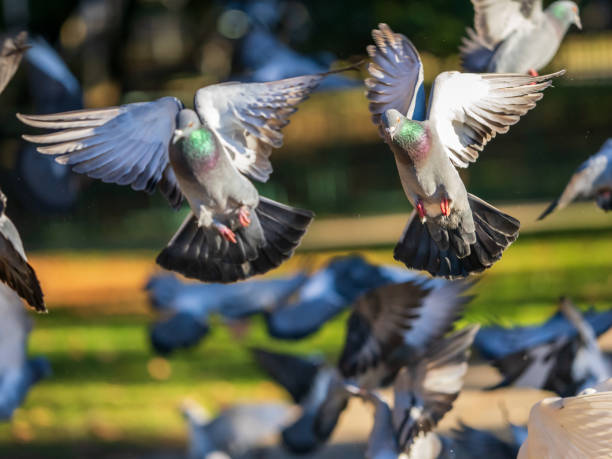 istock Doves in fligh 1929768862