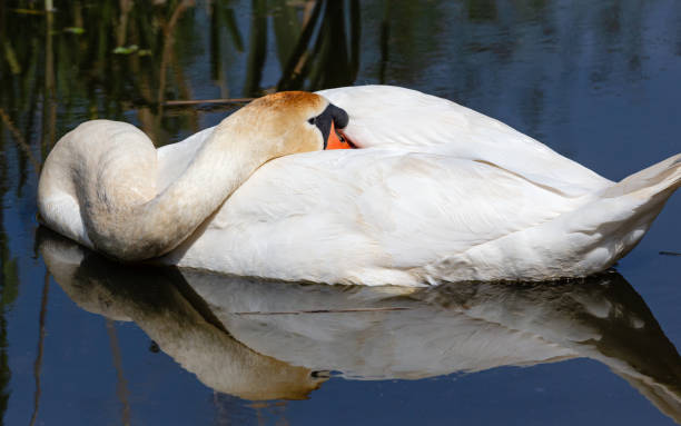Daytime side view close-up in springtime of a mute swan (Cygnus Olor) lying in a ditch with its head tucked under a wing, trying to sleep but at the same time being alert - water is blue from reflection of the clear blue sky