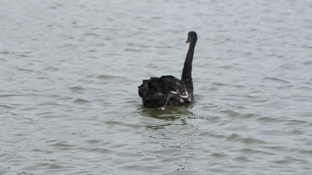A few black swans swimming in the water.