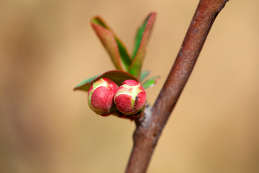 Plant buds in the botanical garden