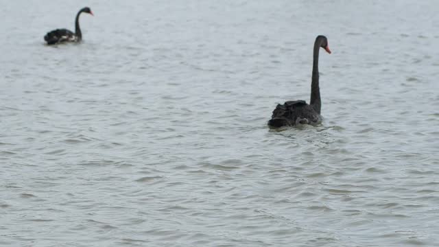 A few black swans swimming in the water.