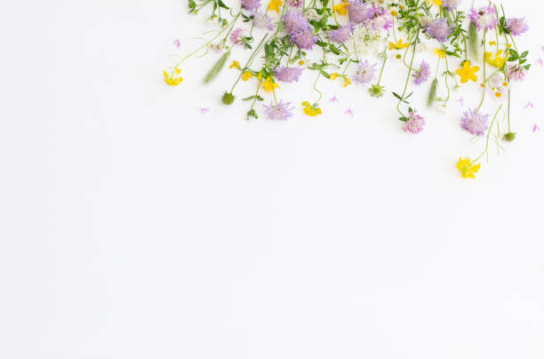 istock summer wild flowers on white paper background 1929778988