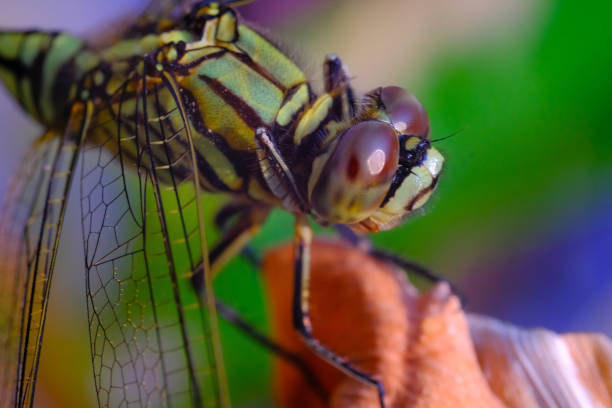Macrophotography. Animal Closeup. Macro photo of a green dragonfly. A green dragonfly is sitting on a dry leaf. Bandung, Indonesia