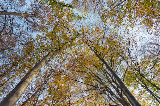 istock Autumn trees - bottom view. Low angel shot of a tranquil fall forest. 1929792449