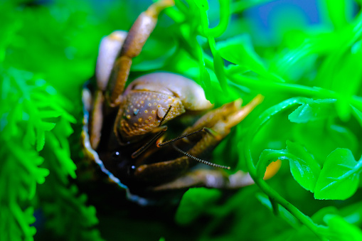 Macro Photography. Animal closeup. Hermit crab is climbing an artificial vine. Close up photo of hermit crab with green background. Bandung - Indonesia, Asia