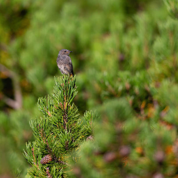 istock Black redstar bird sitting in a pineapple treetop 1929820880