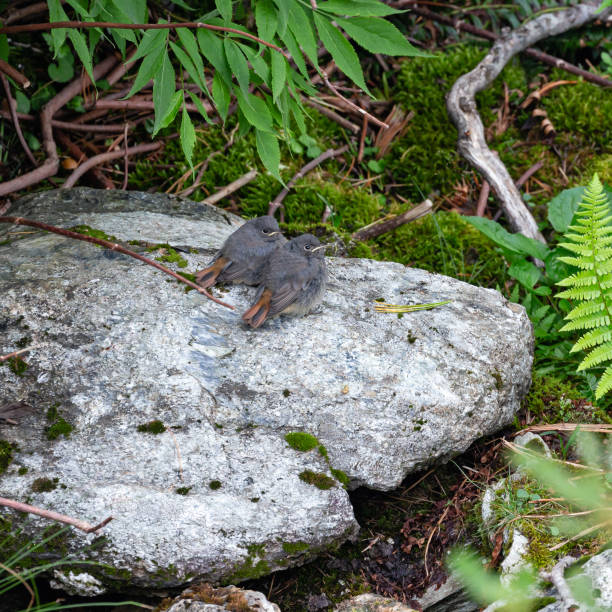 Daytime rear/side view close-up of two cute black redstart (Phoenicurus Ochruros) chicks sitting side by side on a rock in the Zillertaler Alps,with their heads turned sideways to keep an eye on the photographer