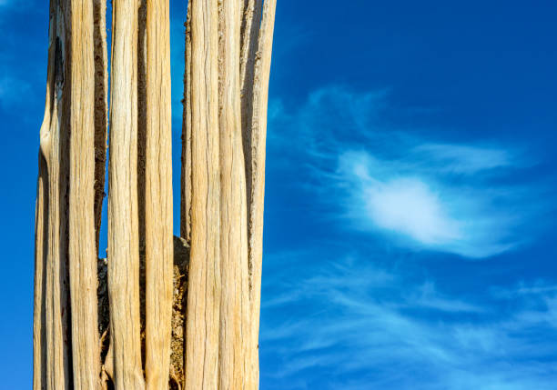 arizona, dead cactus wood giant saguaros (carnegiea gigantea). organ pipe cactus national monument, usa - saguaro national monument - fotografias e filmes do acervo