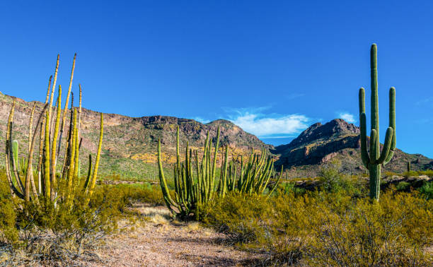 organ pipe national park, group of large cacti against a blue sky (stenocereus thurberi) and carnegiea gigantea - carnegiea gigantean - fotografias e filmes do acervo