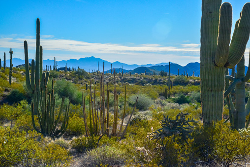 Arizona, Organ pipe national park, Group of large cacti against a blue sky (Stenocereus thurberi) and Carnegiea gigantea