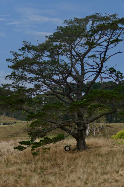 istock Tire swing hanging from a majestic tree on the farm 1929829000