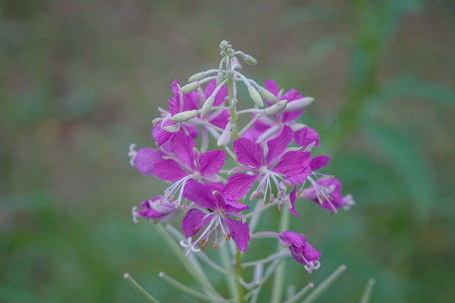 Flowers of Fireweed, Chamaenerion angostifolium on a sunny summer day. Chamaenerion angustifolium - willow herb blooms in the meadow. Inflorescence of lilac flowers on a long stem.