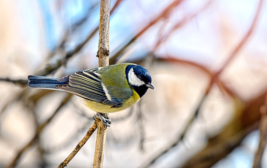 perched on a defoliated branch in winter.h