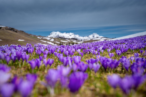 Alpine meadow full of purple crocus flowers. Snowcapped mountains in the background.