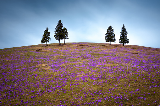 Alpine meadow full of crocus flowers with idyllic pine trees in the background