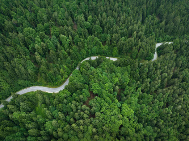 istock Winding Road In Green Forest 1929841817
