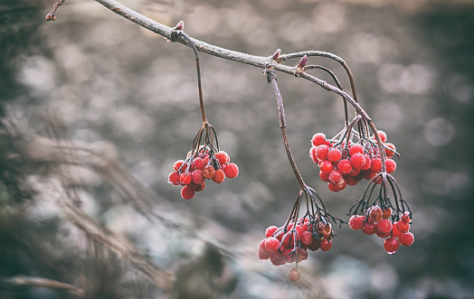 Red plants are covered by frost