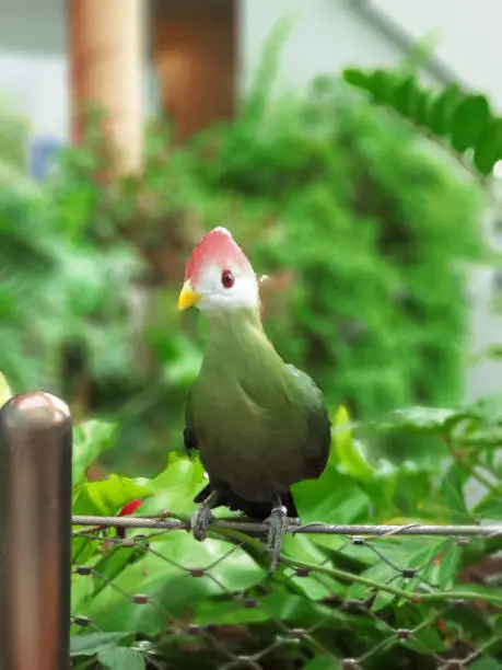 Photo of The red-crested turaco (Tauraco erythrolophus) is a turaco