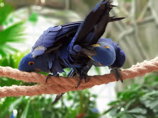 Photo of Playful Encounters: Hilarious Interactions of Two Navy Blue Macaws